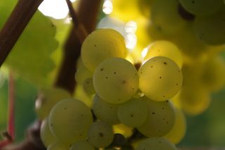 Riesling Riesling